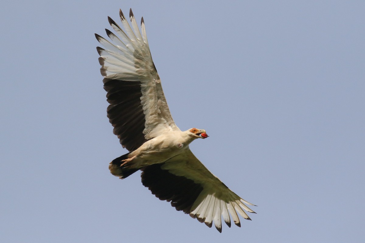 Palm-nut Vulture - Michael O'Brien