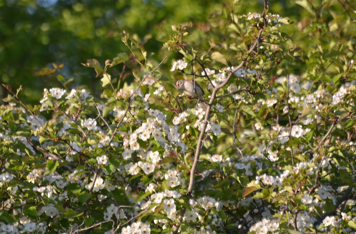 Clay-colored Sparrow - ML128858891