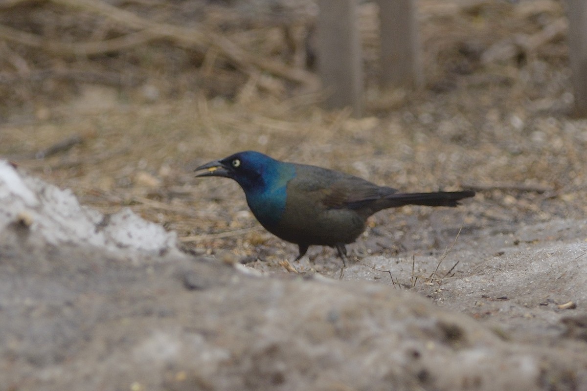 Common Grackle - ML128859621