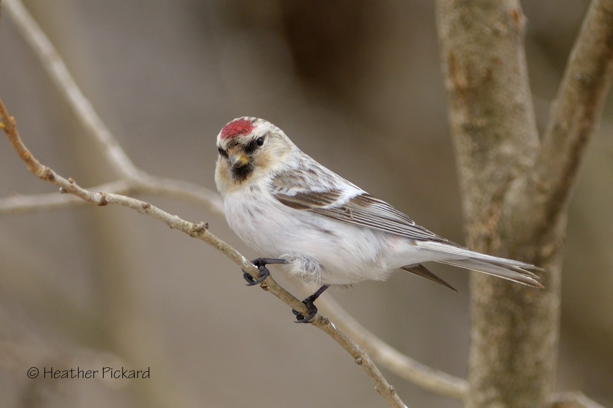 Hoary Redpoll - ML128859631