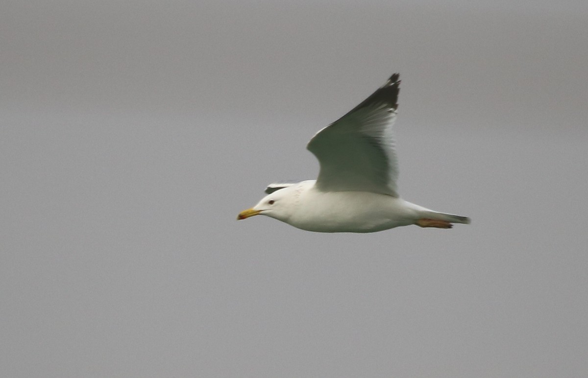 Lesser Black-backed Gull (Steppe) - ML128860661