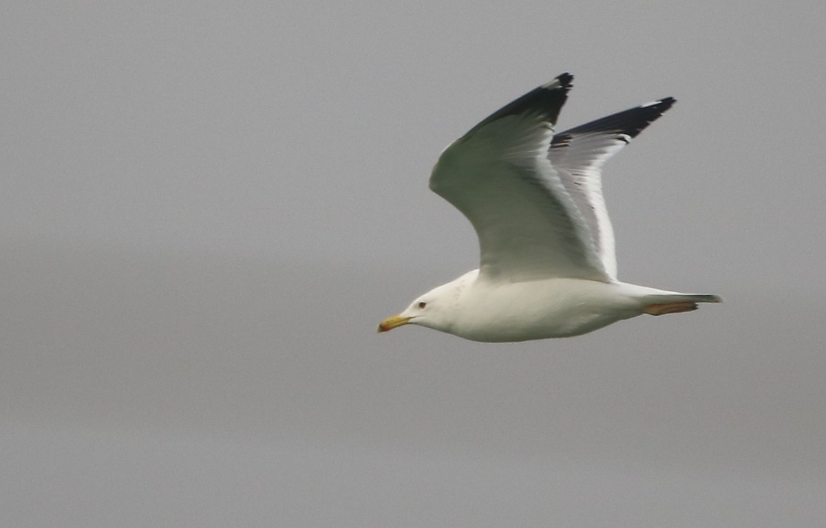 Lesser Black-backed Gull (Steppe) - ML128860671