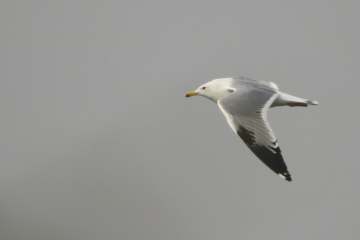 Lesser Black-backed Gull (Steppe) - ML128860751