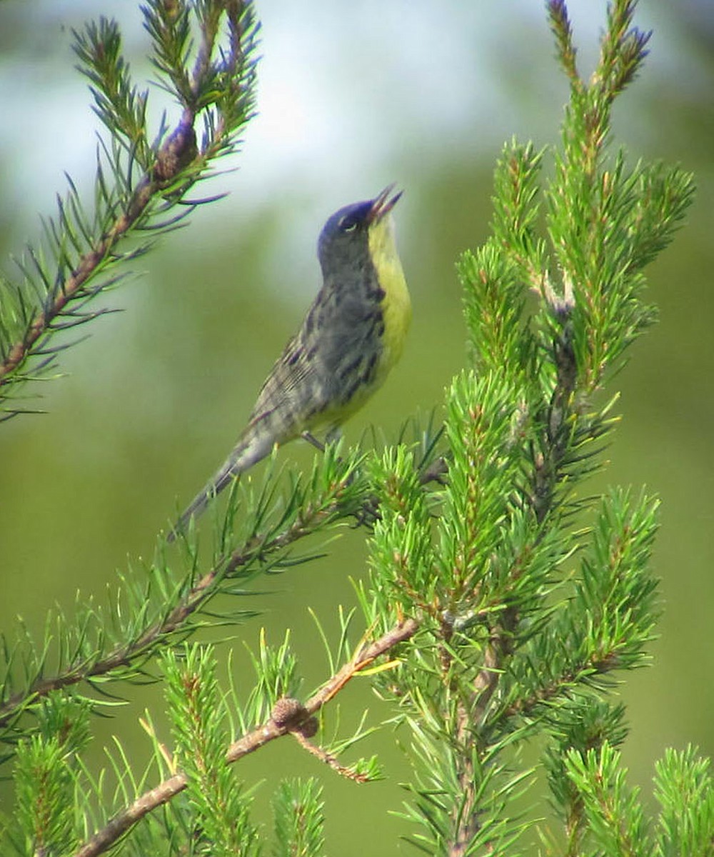 Kirtland's Warbler - ML128862221