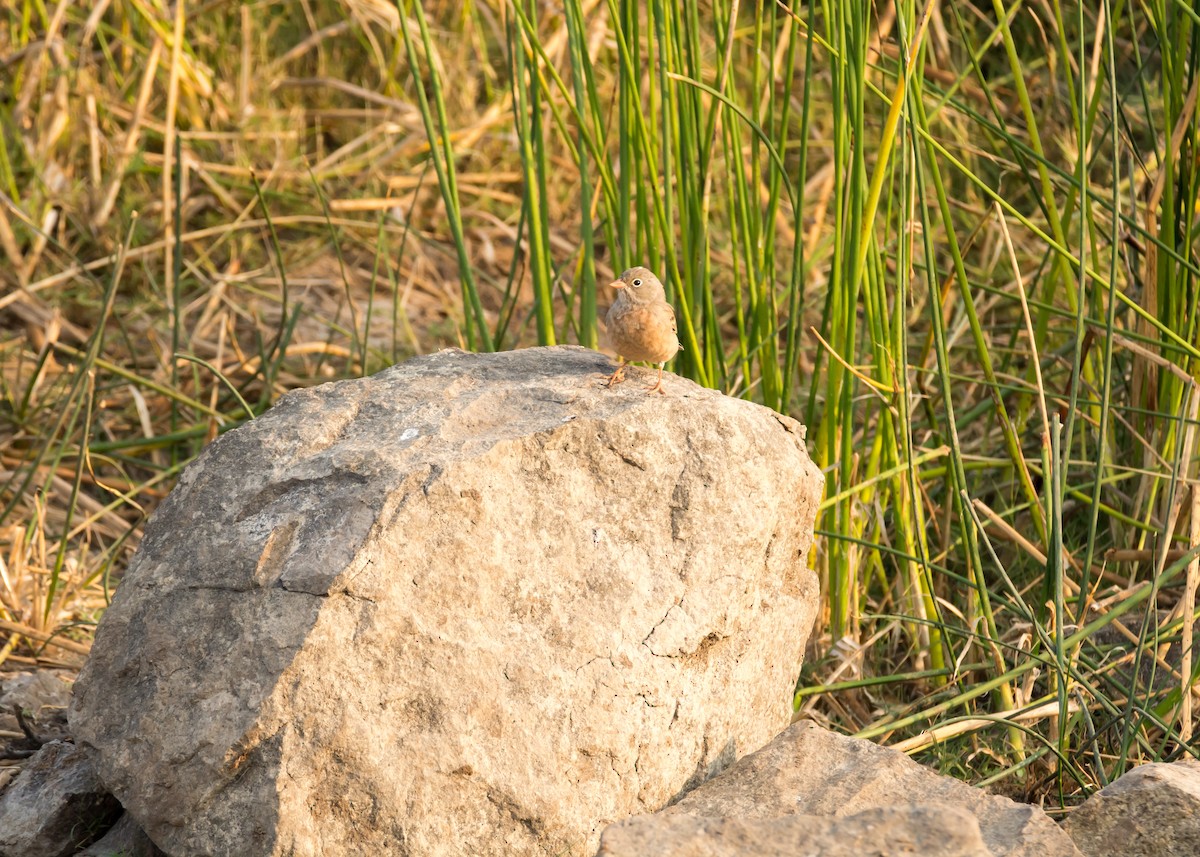 Gray-necked Bunting - ML128863221