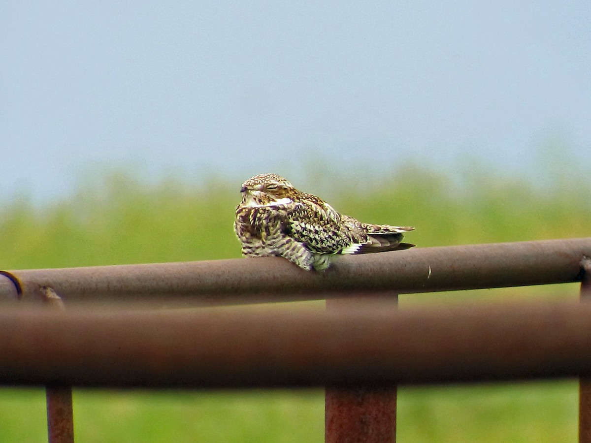 Common Nighthawk - ML128864981