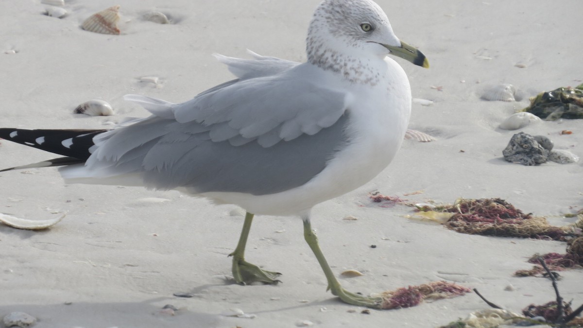 Ring-billed Gull - Tom Obrock