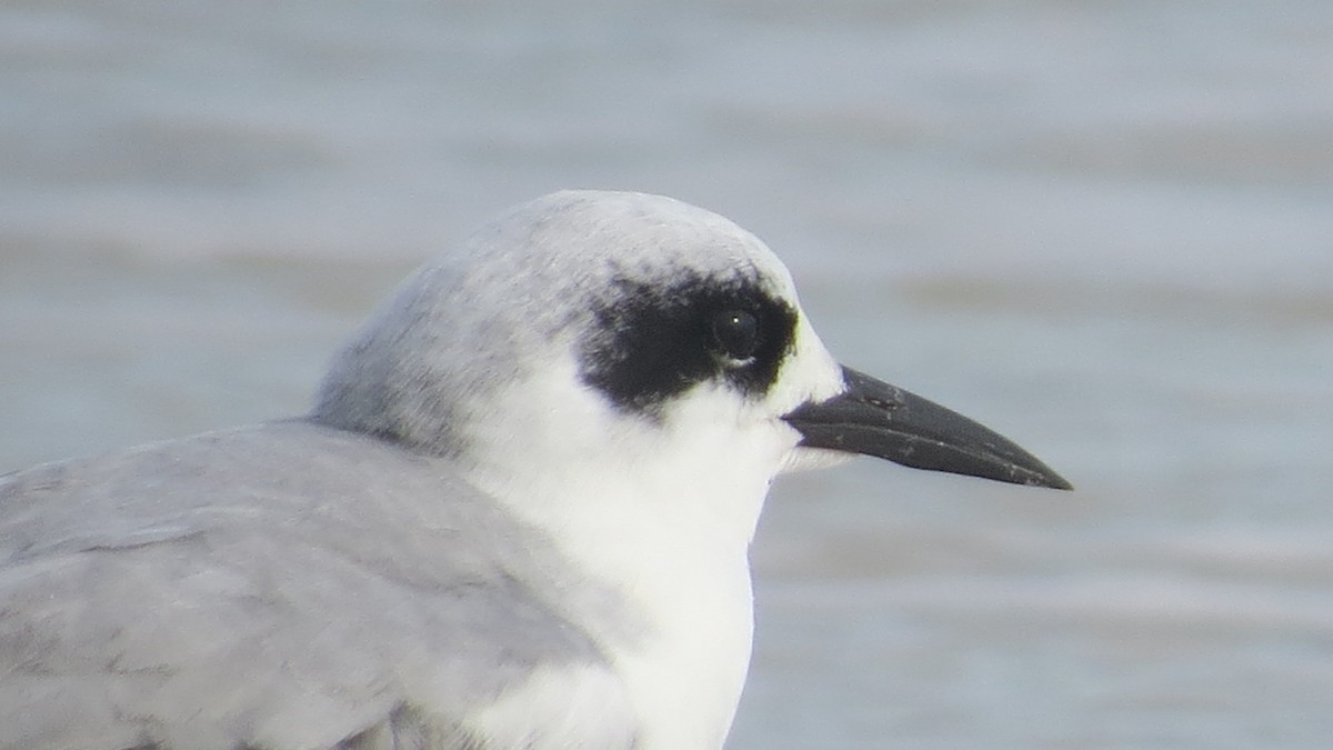 Forster's Tern - ML128866501