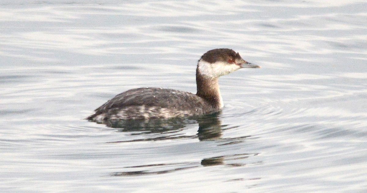 Пірникоза червоношия - ML128868321