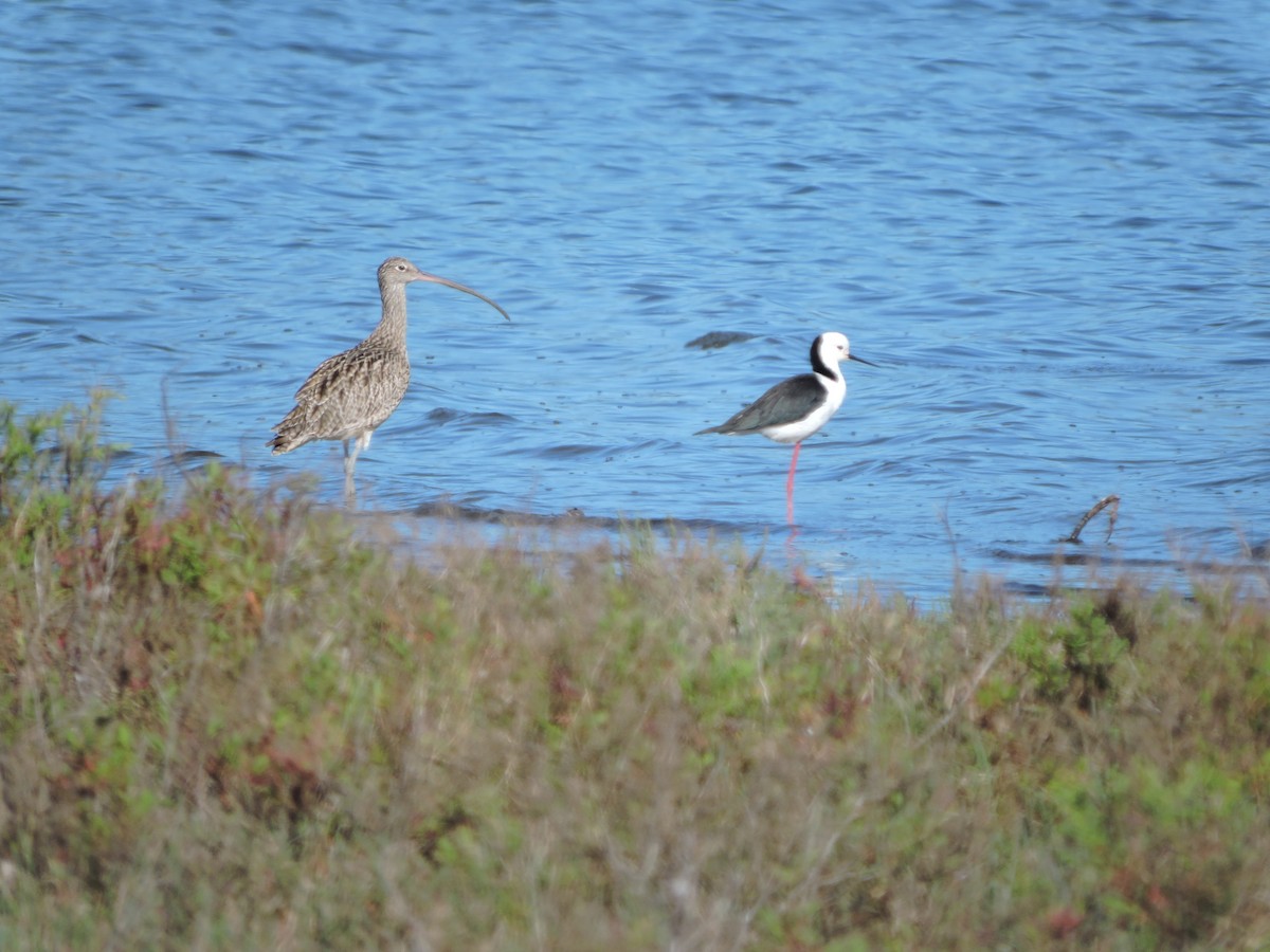 Far Eastern Curlew - Patrick Moss