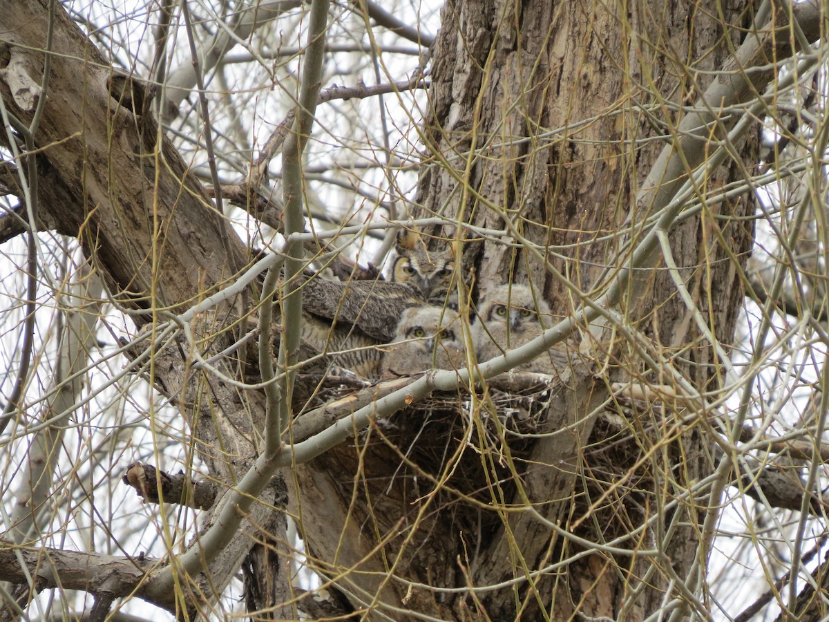 Great Horned Owl - Dave&Kerry Sehloff