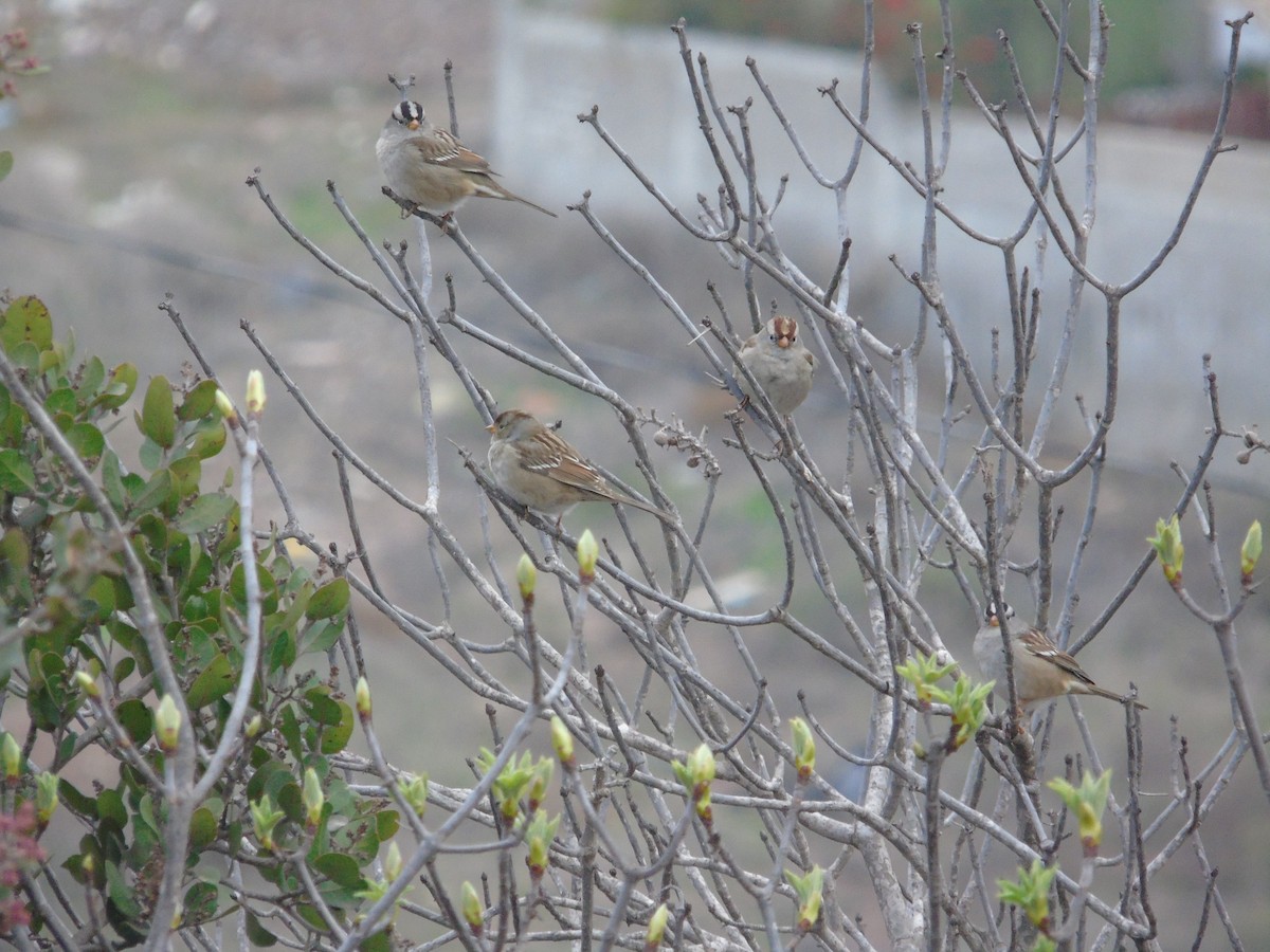 White-crowned Sparrow - ML128869691