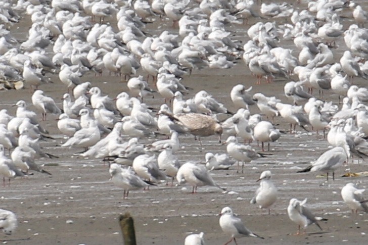 Common Gull - ML128871021