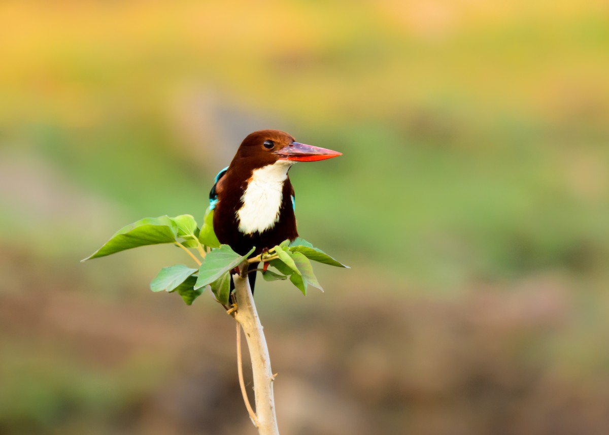 White-throated Kingfisher - Ramesh Desai