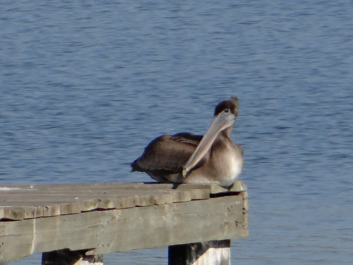 pelikán hnědý - ML128871121