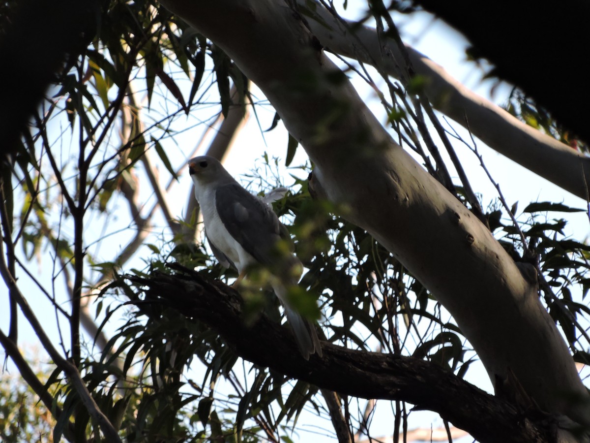 Gray Goshawk - ML128871491