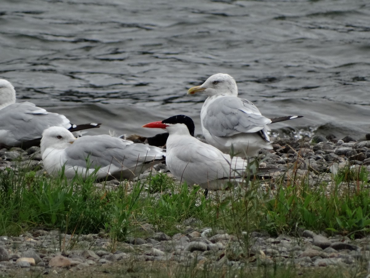 Caspian Tern - ML128872391