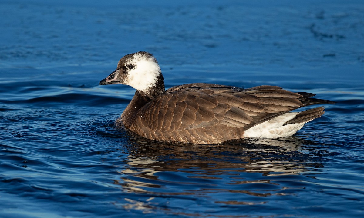 Ross's x Cackling Goose (hybrid) - Chris Wood