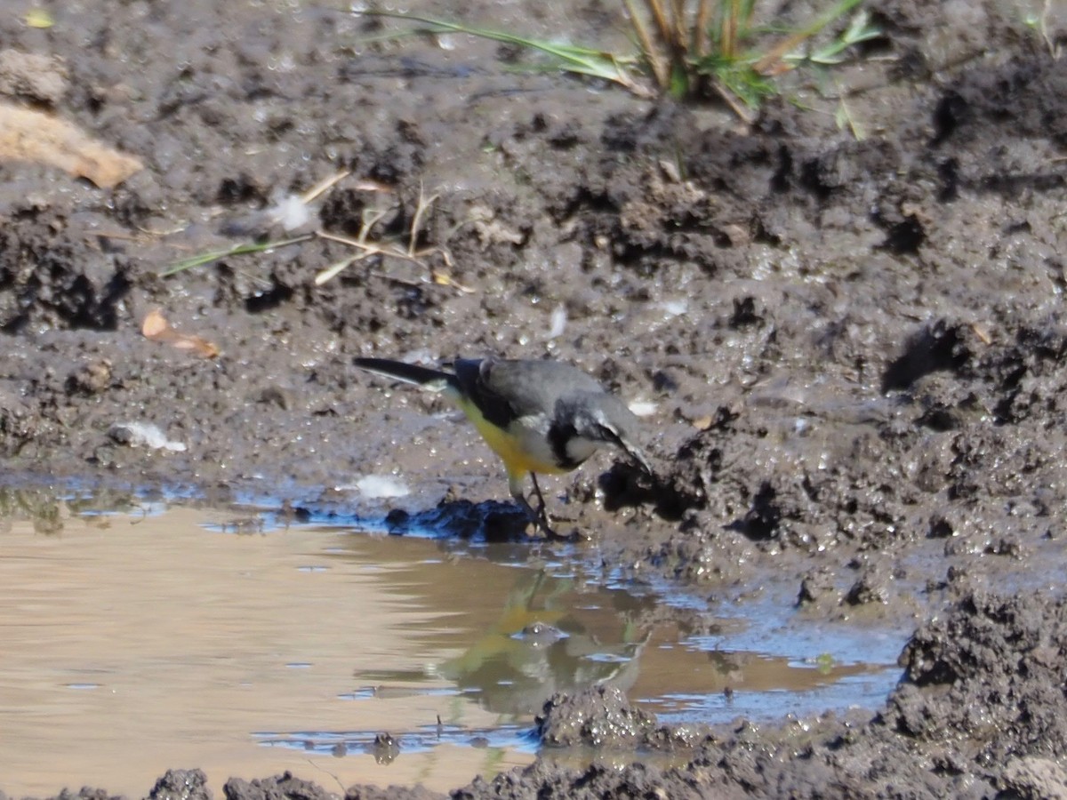 Madagascar Wagtail - ML128873641