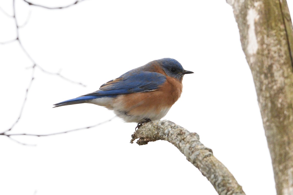 Eastern Bluebird - ML128874611