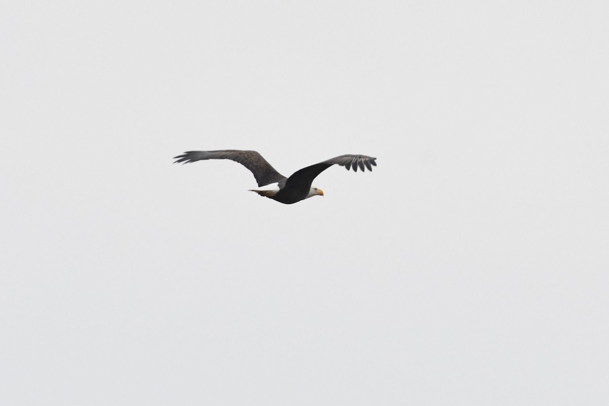 Bald Eagle - ML128874981