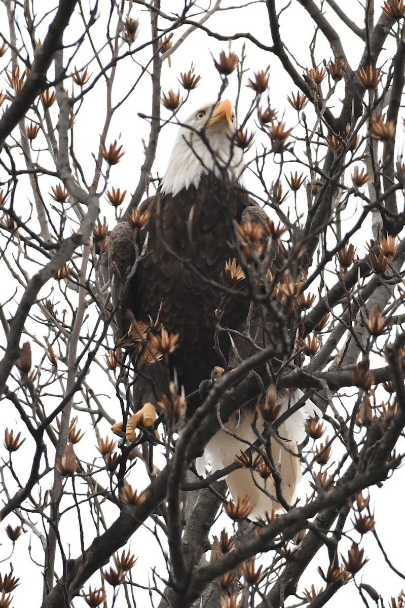 Bald Eagle - ML128874991