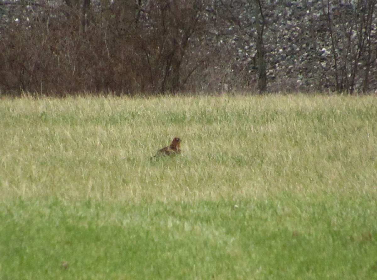 Northern Harrier - ML128875051