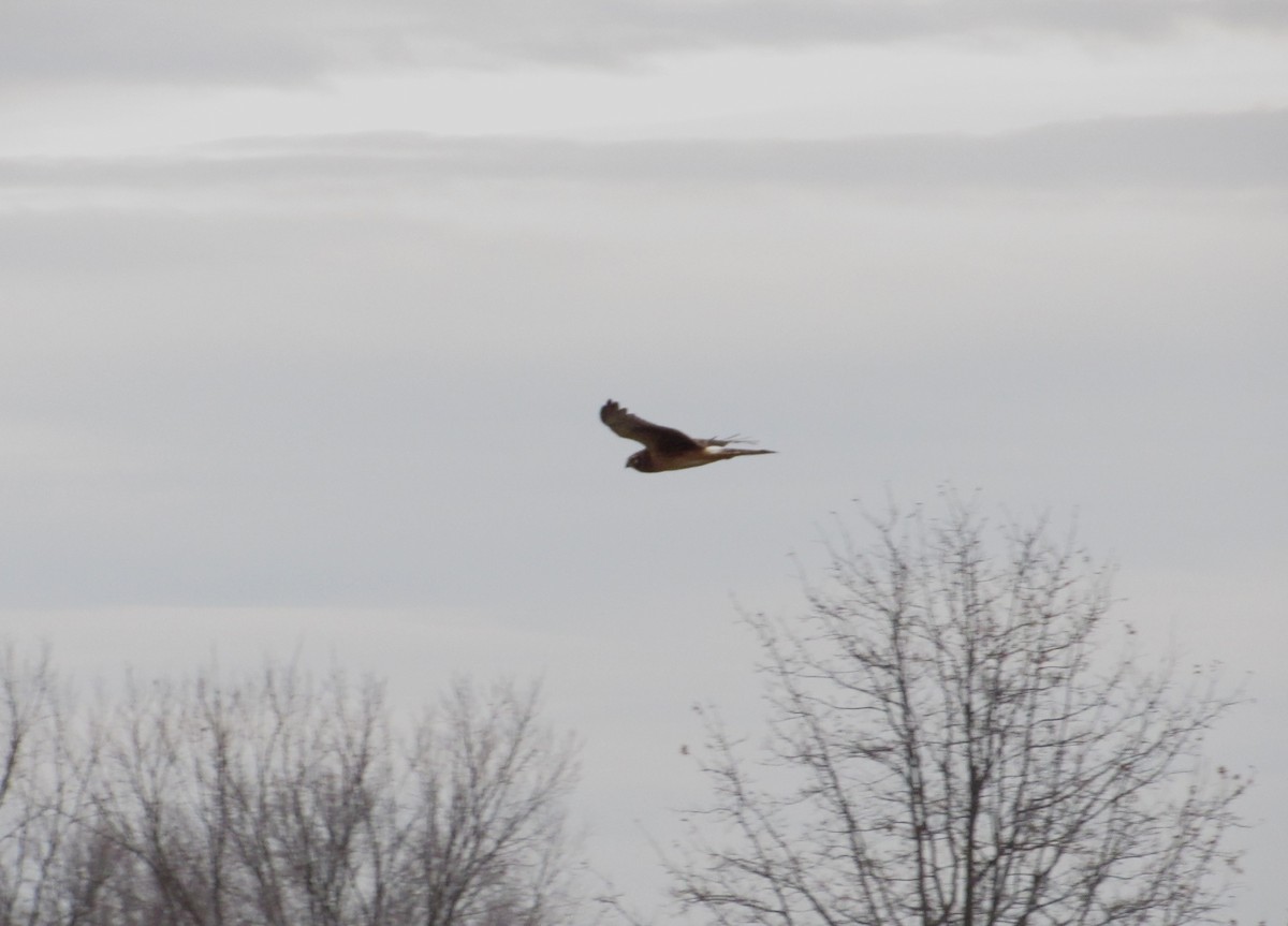 Northern Harrier - ML128875141
