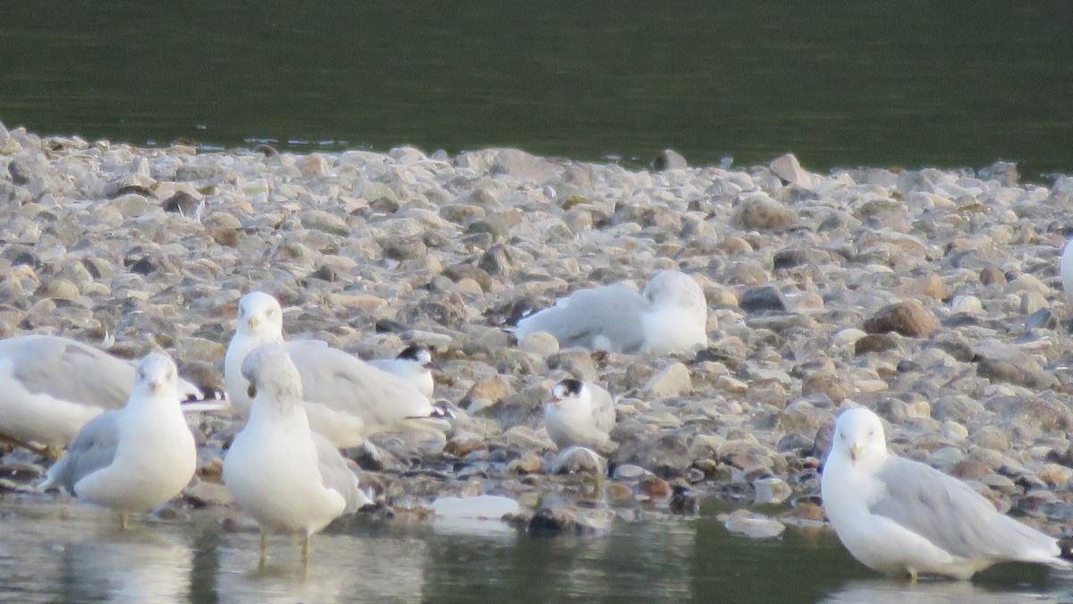 Arctic Tern - ML128875811