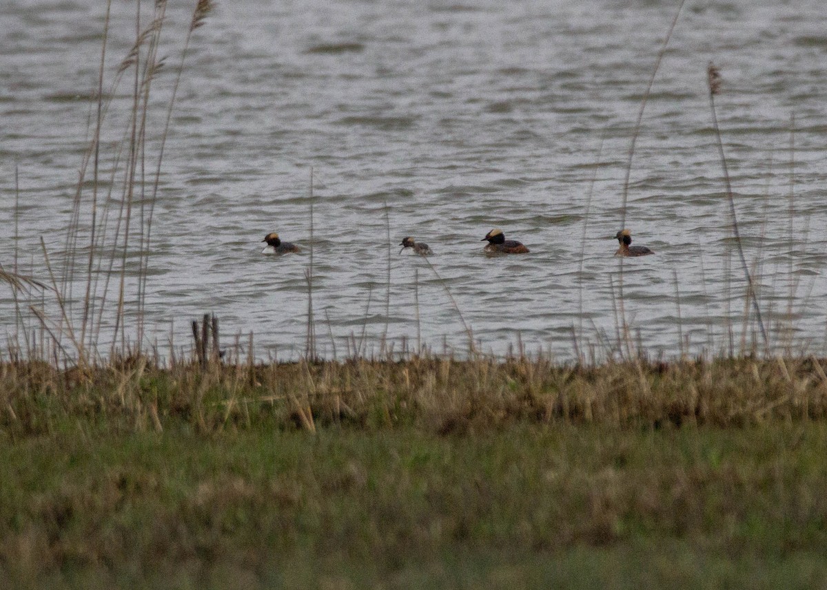 Horned Grebe - ML128876231