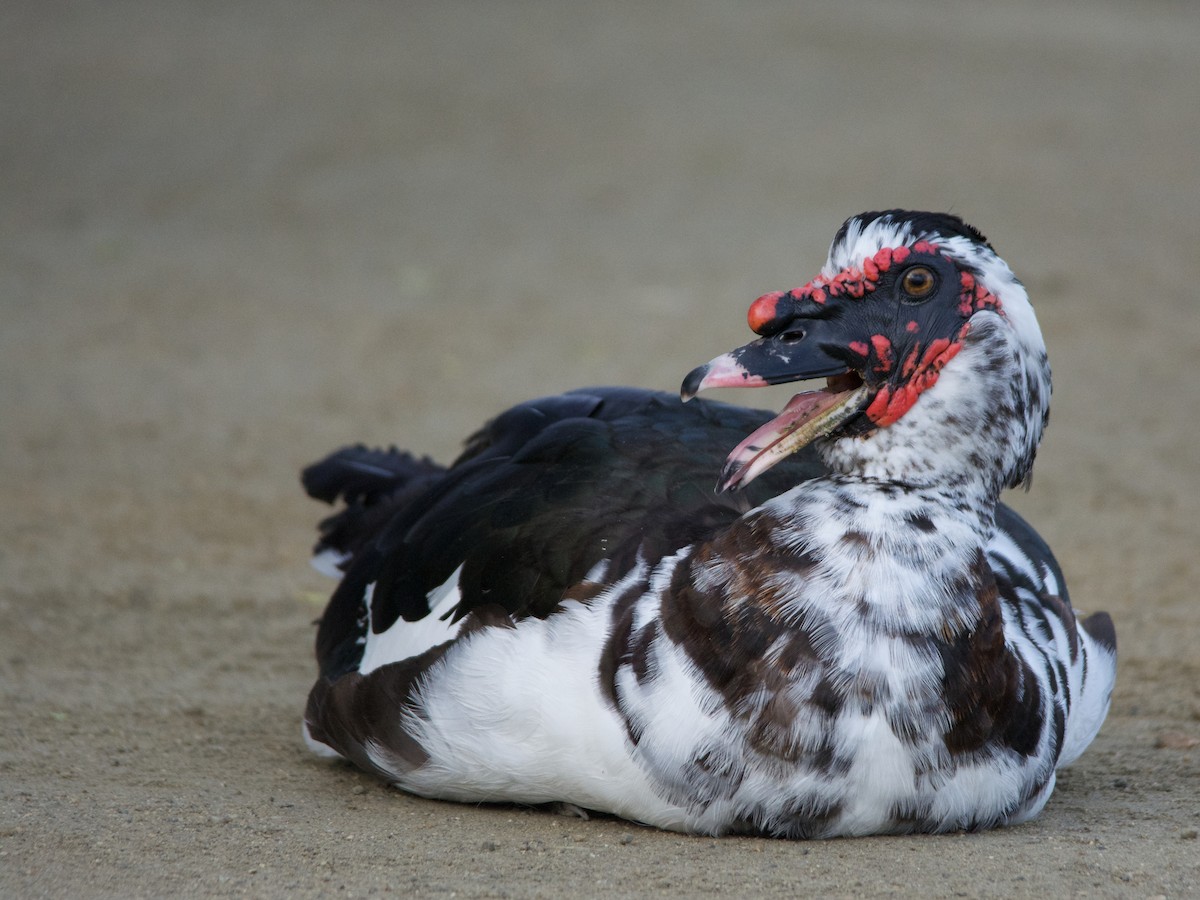 Muscovy Duck (Domestic type) - Michael Tromp