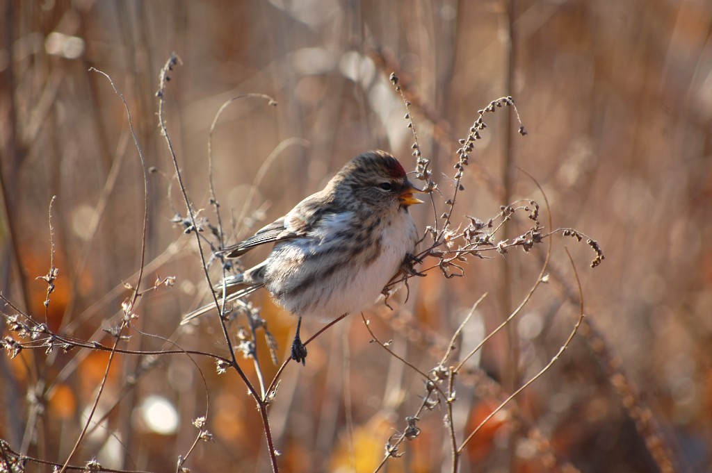 Common Redpoll - ML128876501