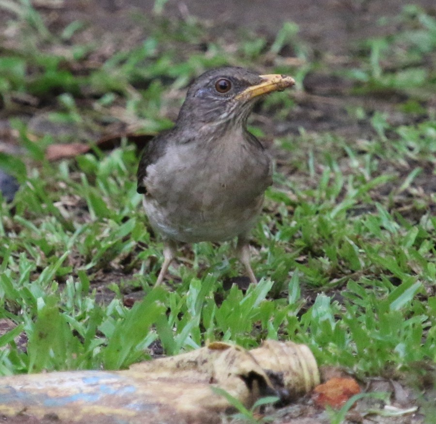 African Thrush (African) - ML128876571