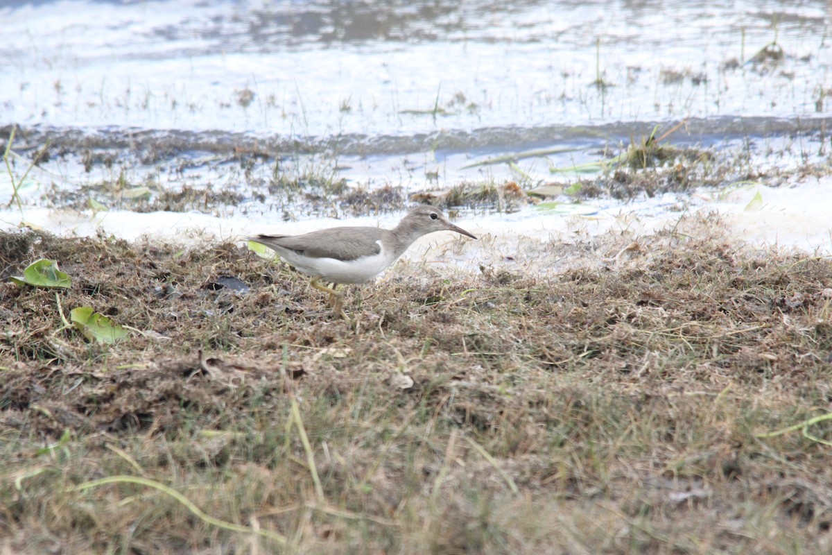 Spotted Sandpiper - ML128877101