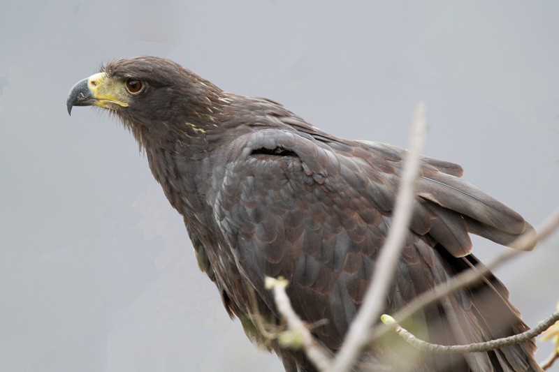 Solitary Eagle - ML128877631