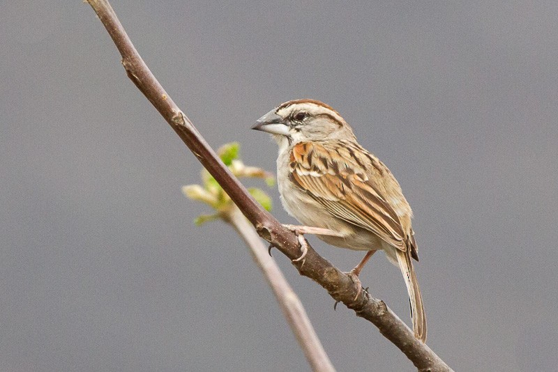 Tumbes Sparrow - ML128877651