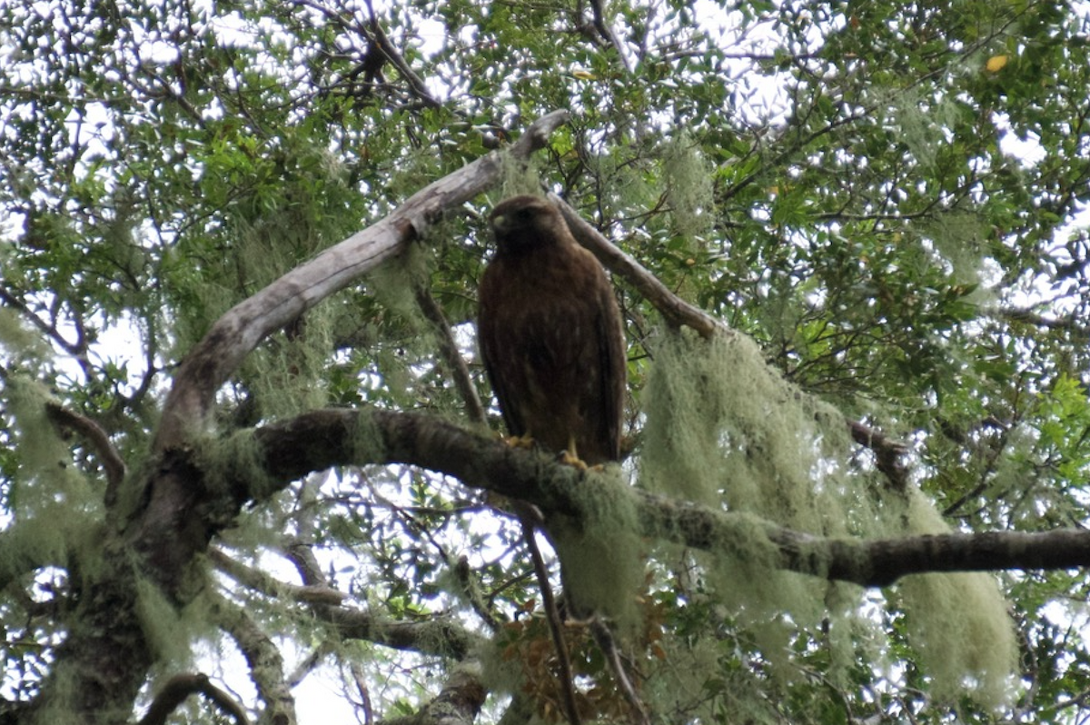 Variable Hawk - ML128877701