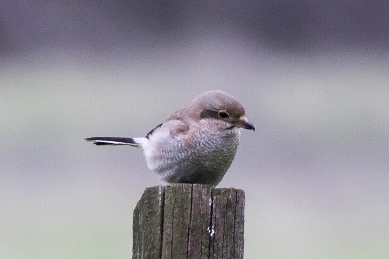 Northern Shrike - ML128878171