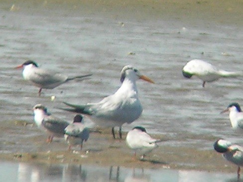 Royal Tern - ML128878471