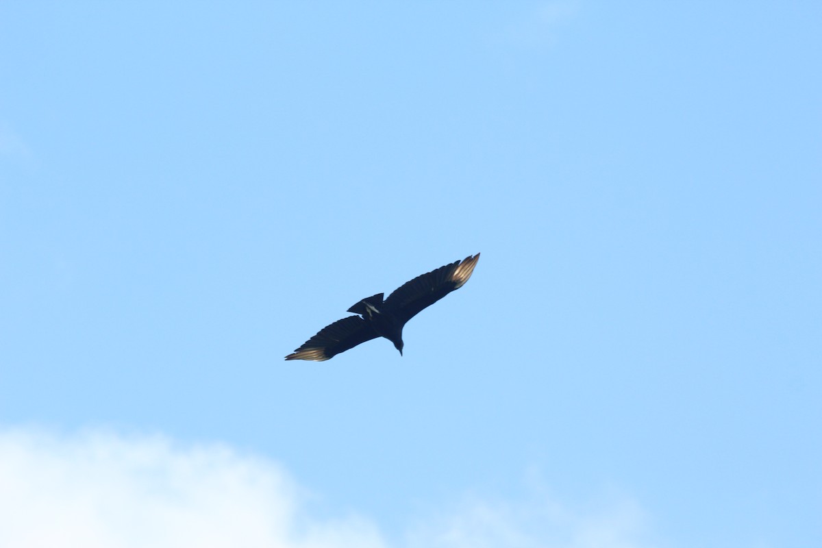 Black Vulture - Dan Fox