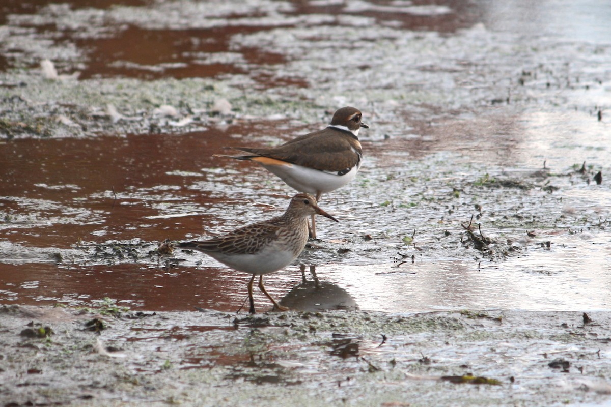 Pectoral Sandpiper - ML128879151