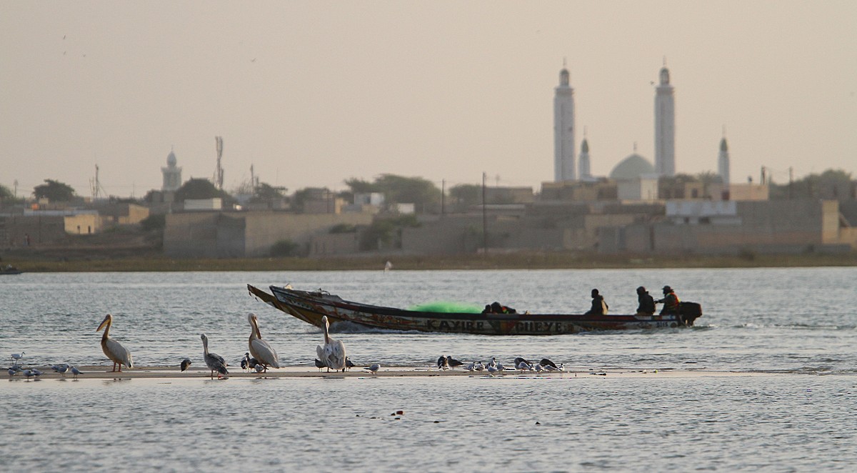 Great White Pelican - ML128880381