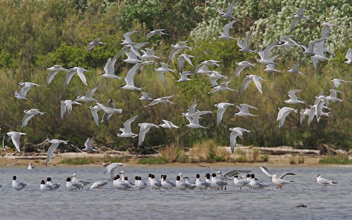 Крячок річковий (підвид hirundo/tibetana) - ML128880541