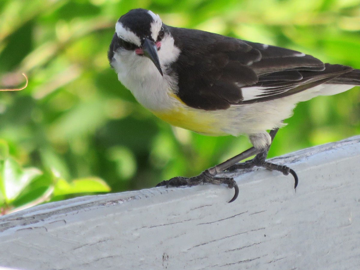 Sucrier à ventre jaune - ML128881731