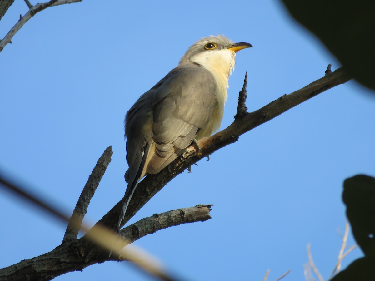 Mangrove Cuckoo - ML128881881