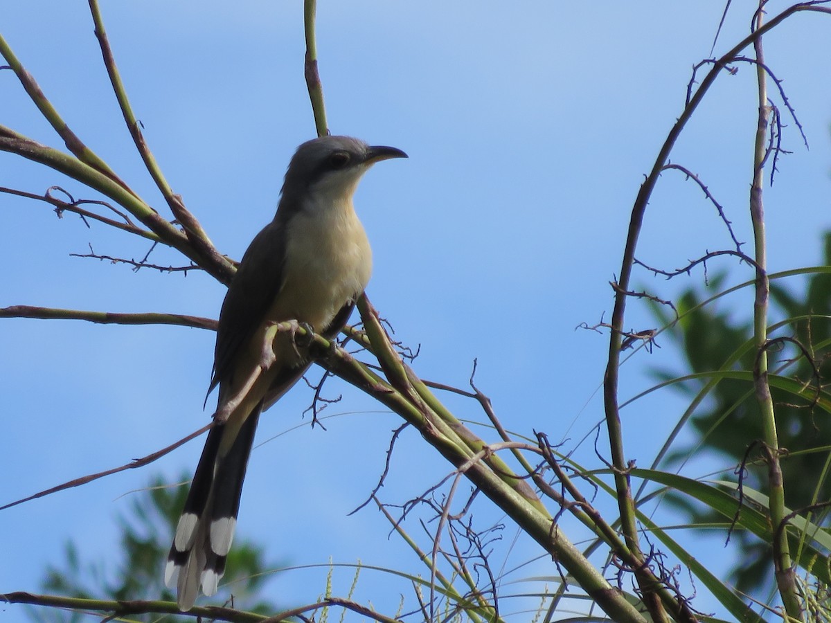 Mangrove Cuckoo - ML128881921