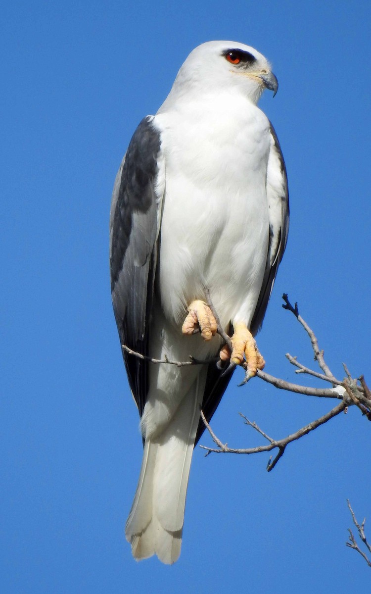 White-tailed Kite - Danilo Moreno