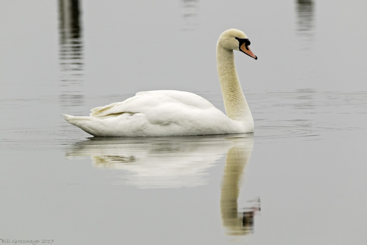 Mute Swan - Bill Grossmeyer