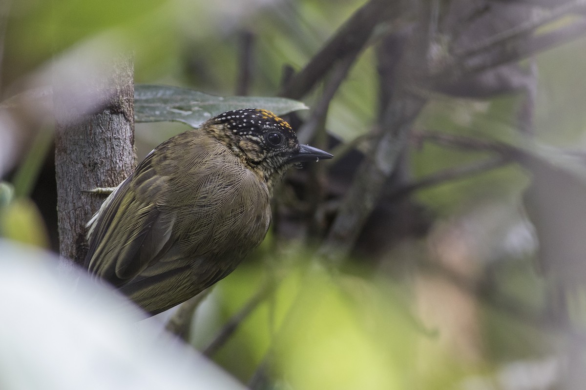 Olivaceous Piculet - ML128886071