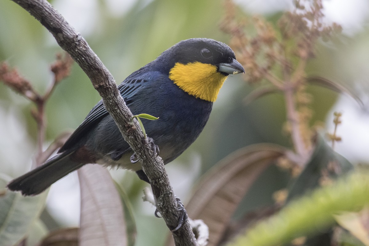 Purplish-mantled Tanager - ML128886641